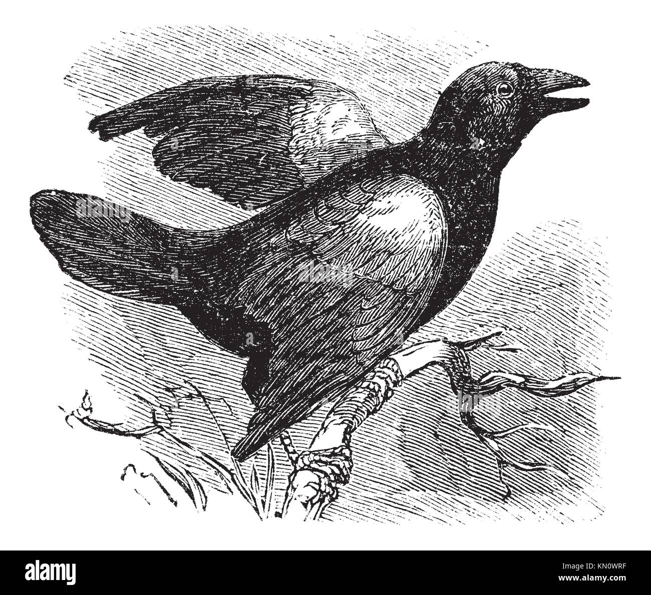 Redwinged Blackbird Angelaius Phoeniceus, vintage engraved