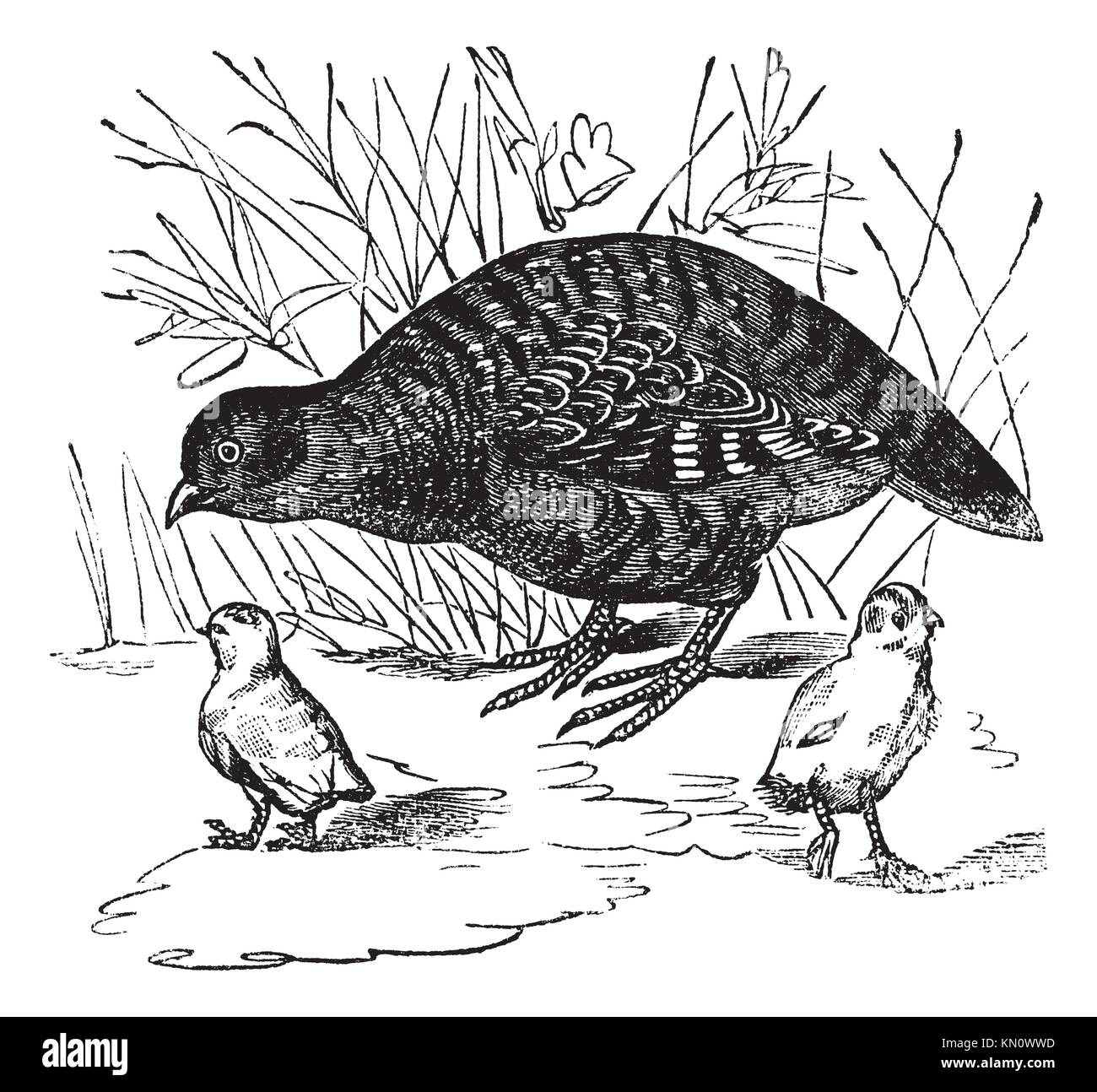 Grey partridge perdix perdix nest Cut Out Stock Images & Pictures - Alamy
