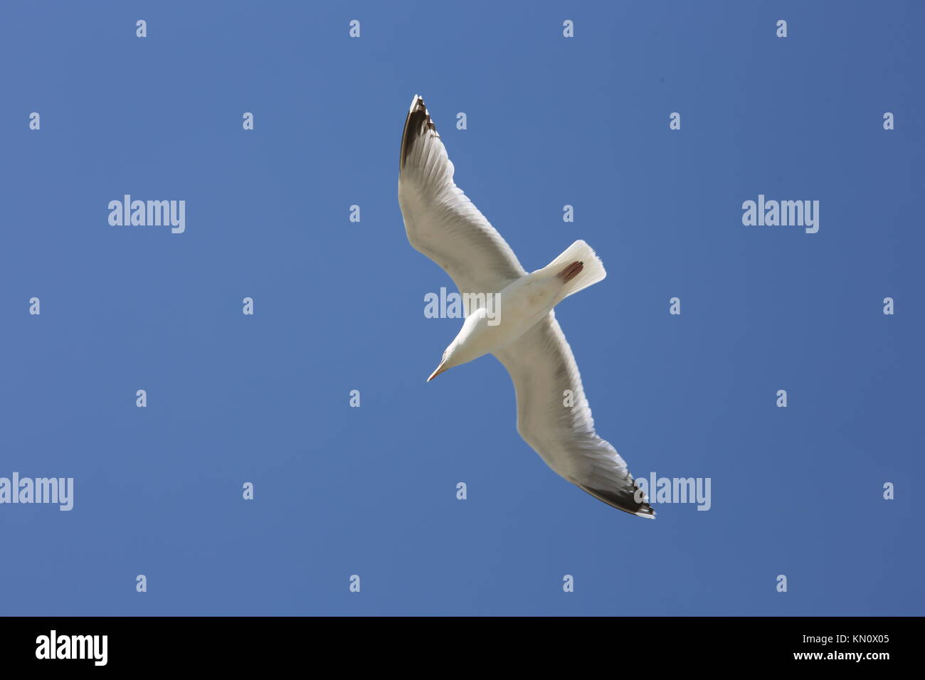 flying seagull Stock Photo