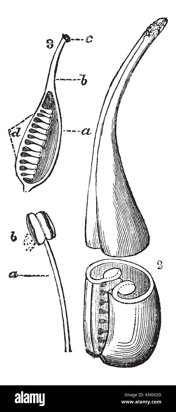 Reproductive Structure of a Flower, showing filament composed of a