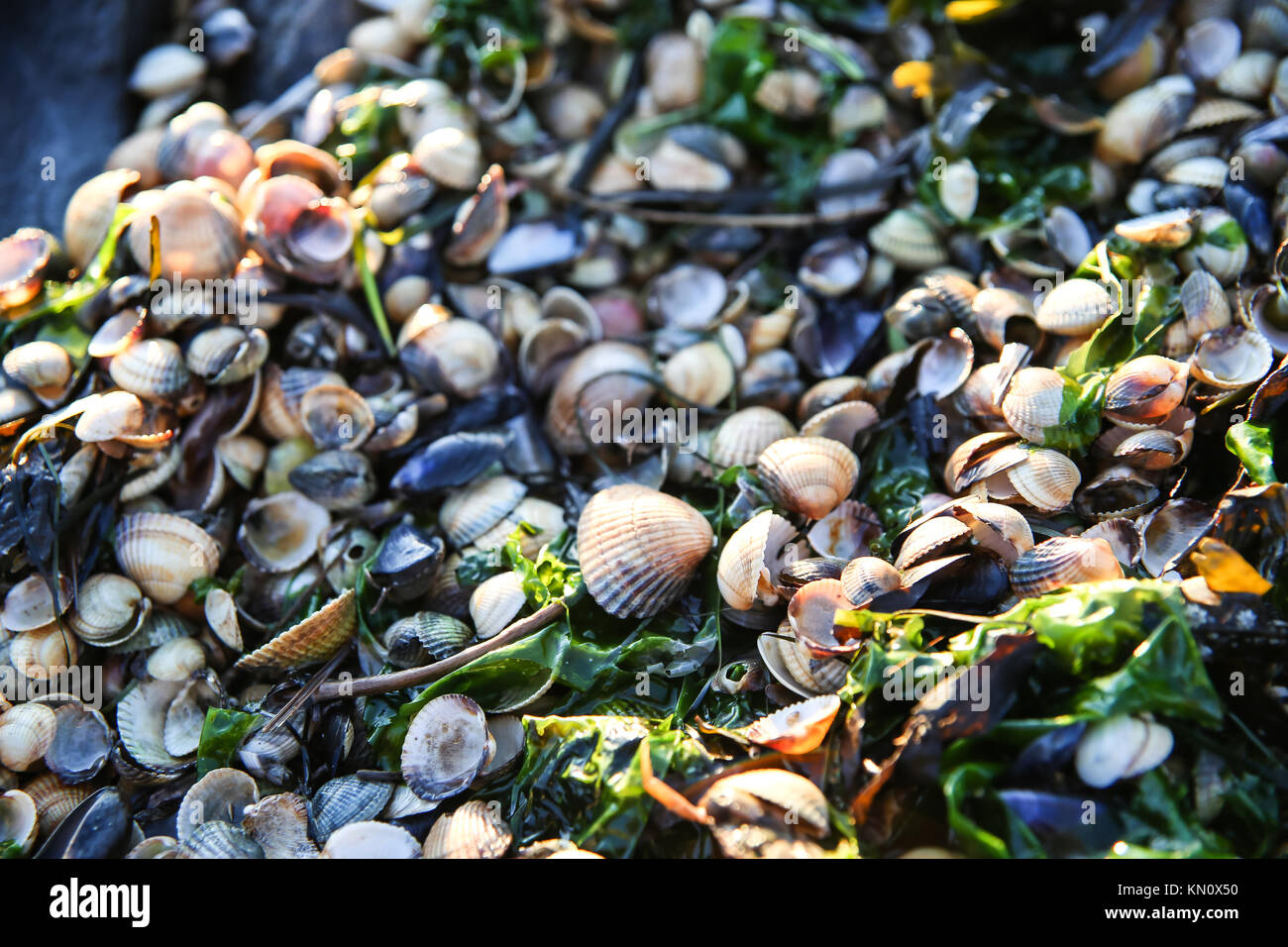 shellfish 1 Stock Photo