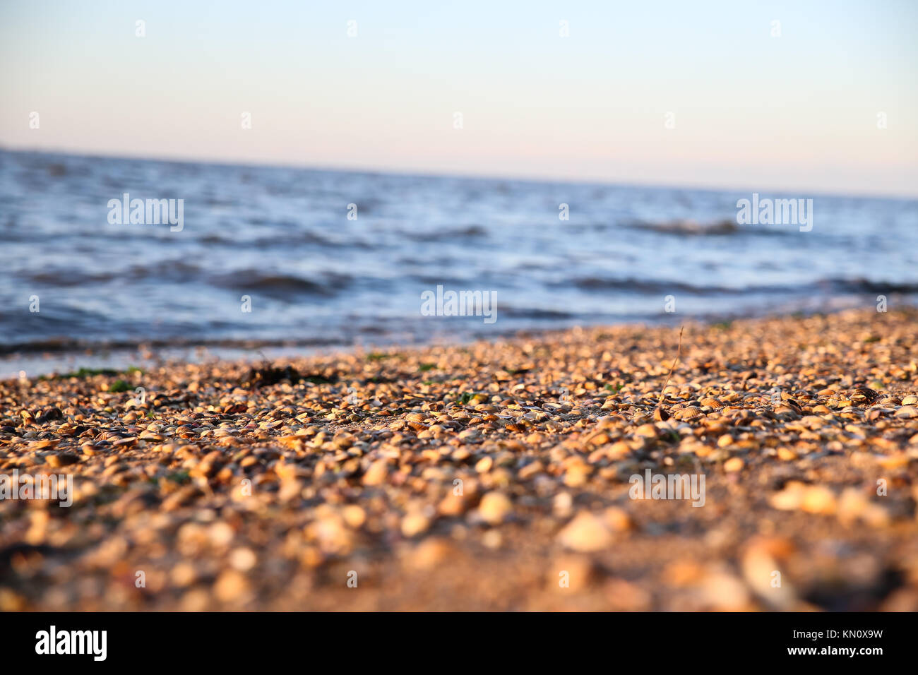 beach with many shells Stock Photo