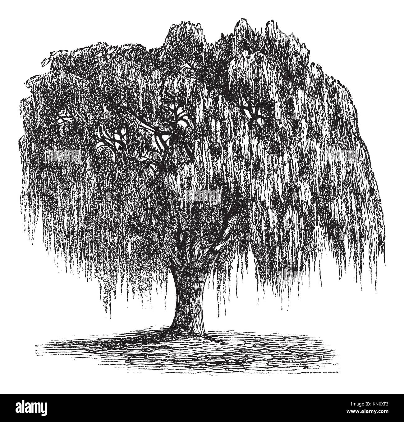 Tree Weeping willow Drawing Stencil willow trees leaf text branch png   PNGWing