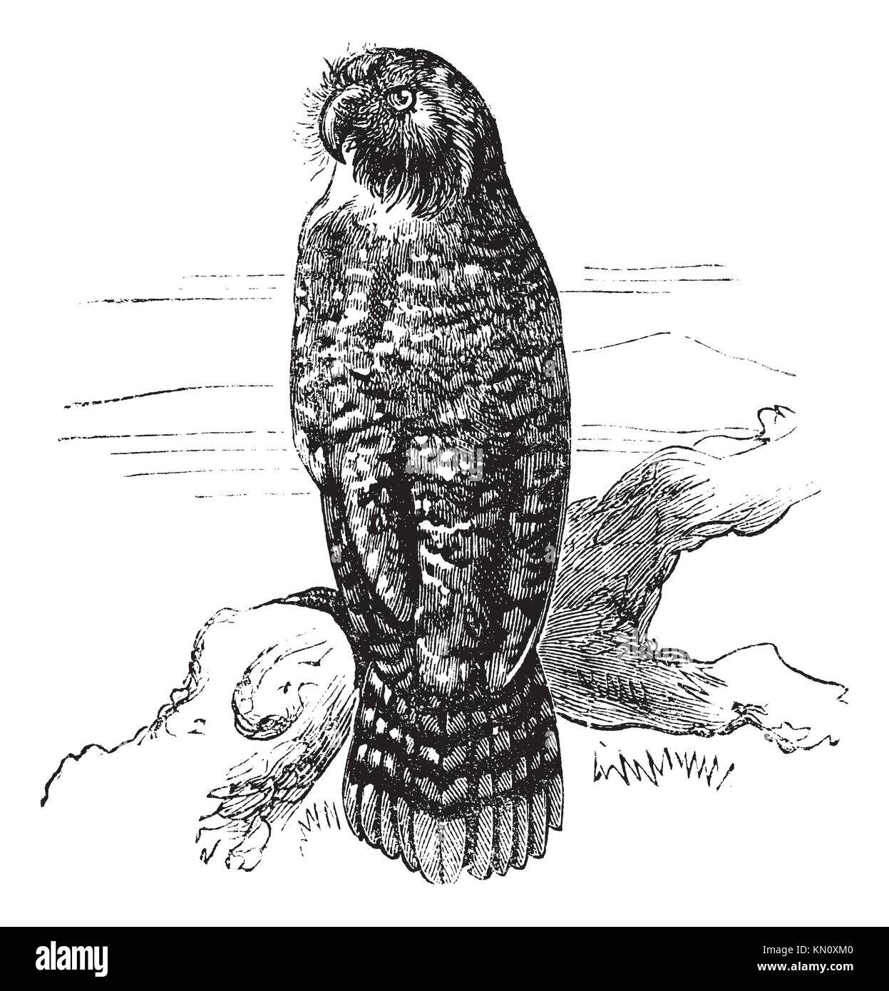 Page 2 Parrot Picture High Resolution Stock Photography And Images Alamy