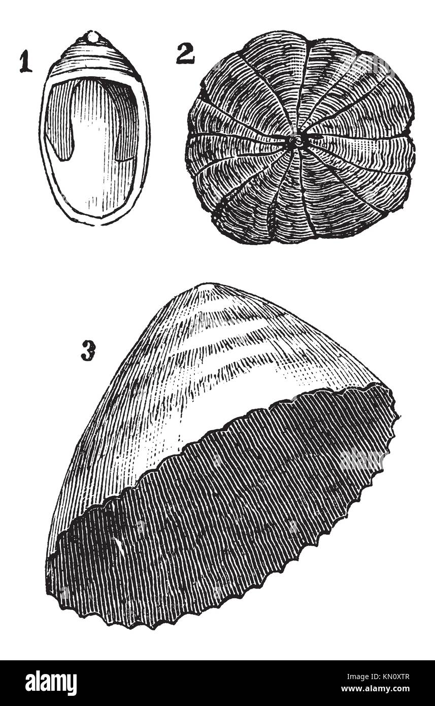 Molluscs univalves 1  Navicelle 2  Umbrella 3  limpet, vintage engraved illustration  Trousset encyclopedia 1886 - 1891 Stock Photo