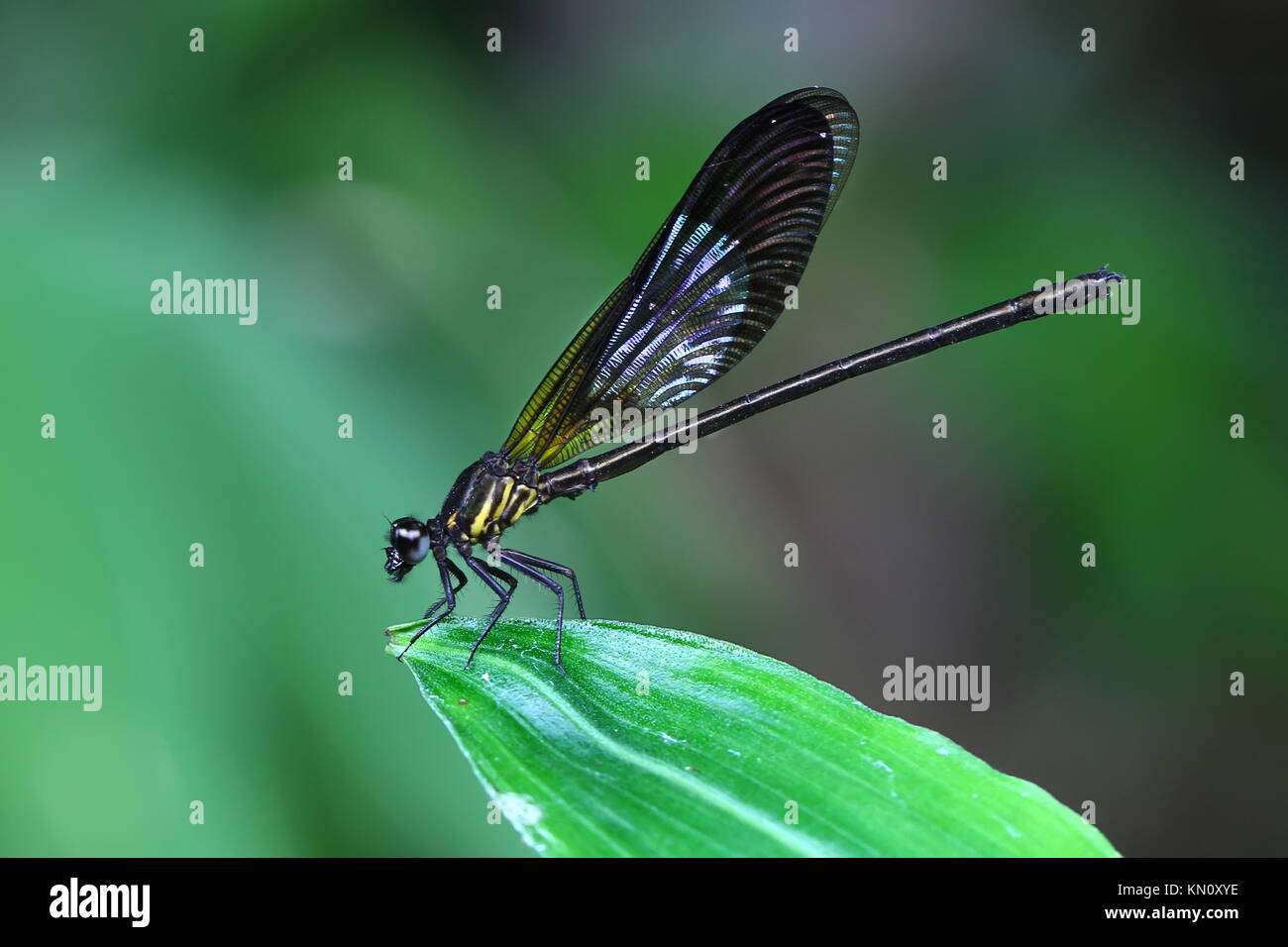 Yellow Damselfy/Dragon Fly/Zygoptera sitting in the edge of green leaf Stock Photo