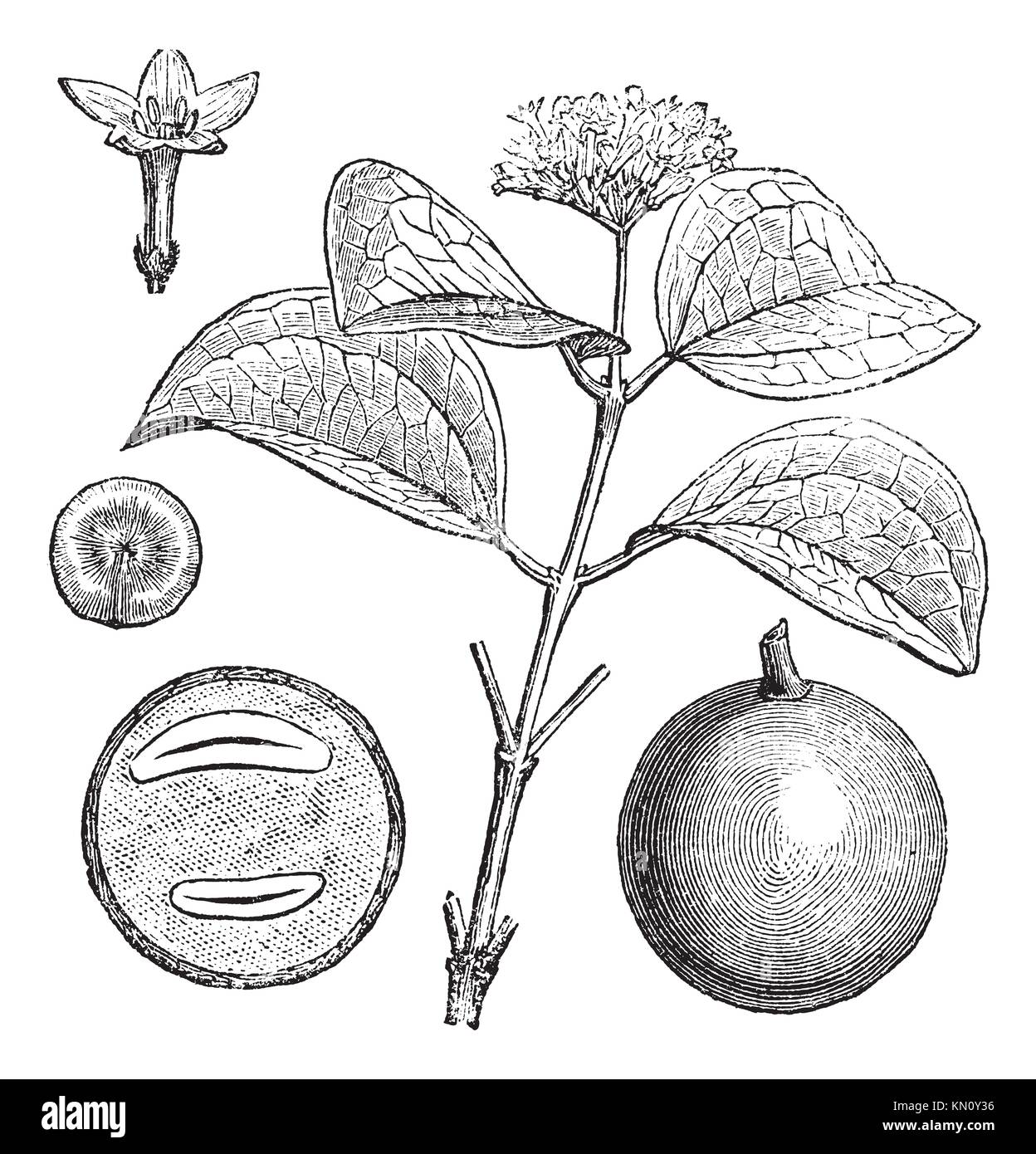 Strychnine Tree or Strychnos nux-vomica, showing flowers top and fruits  bottom, vintage engraved illustration Trousset encyclopedia 1886 - 1891  Stock Photo - Alamy