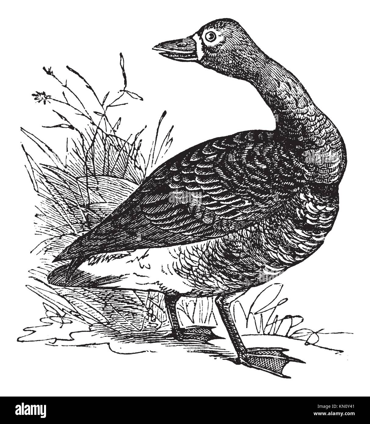 Goose illustration hi-res stock photography and images - Alamy