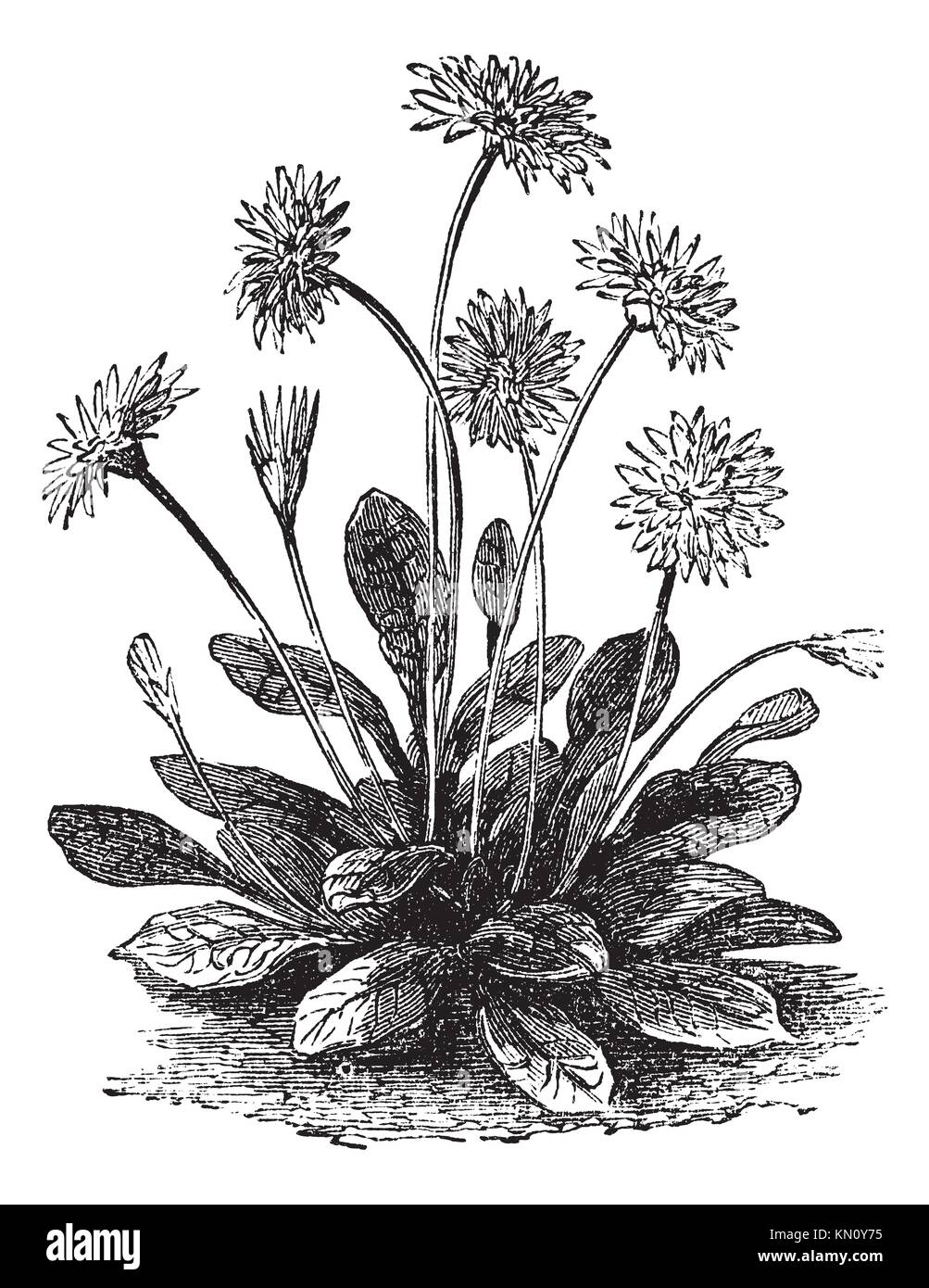 Old Botanical Illustration Engraving Of Daisy Bellis Perennis Traditional Medicinal Herbal Plant See Notes Stock Photo Alamy