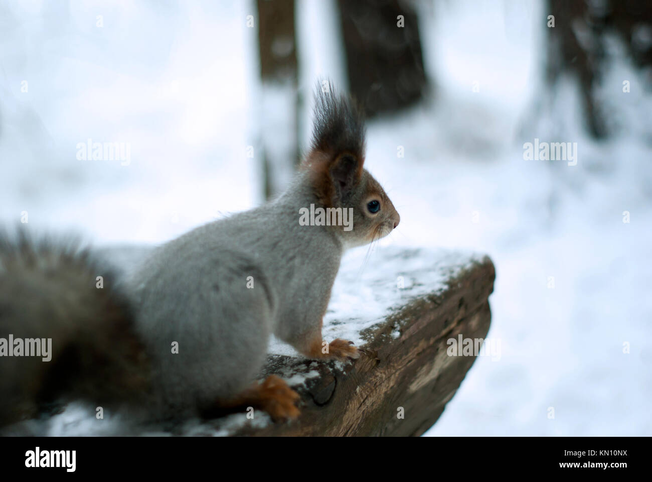 Eurasian red squirrel in grey winter coat with ear-tufts on the edge of a snow-covered bench in a blurred winter background closeup, only the muzzle i Stock Photo