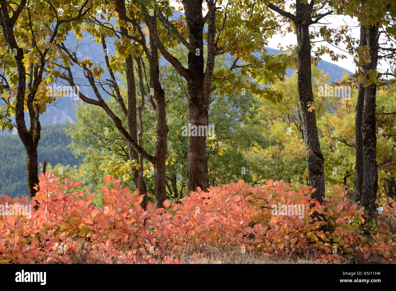 Autumn Forest near Castellane in the Verdon Regional Park, Alpes-de-Haute-Provence, Provence, France Stock Photo