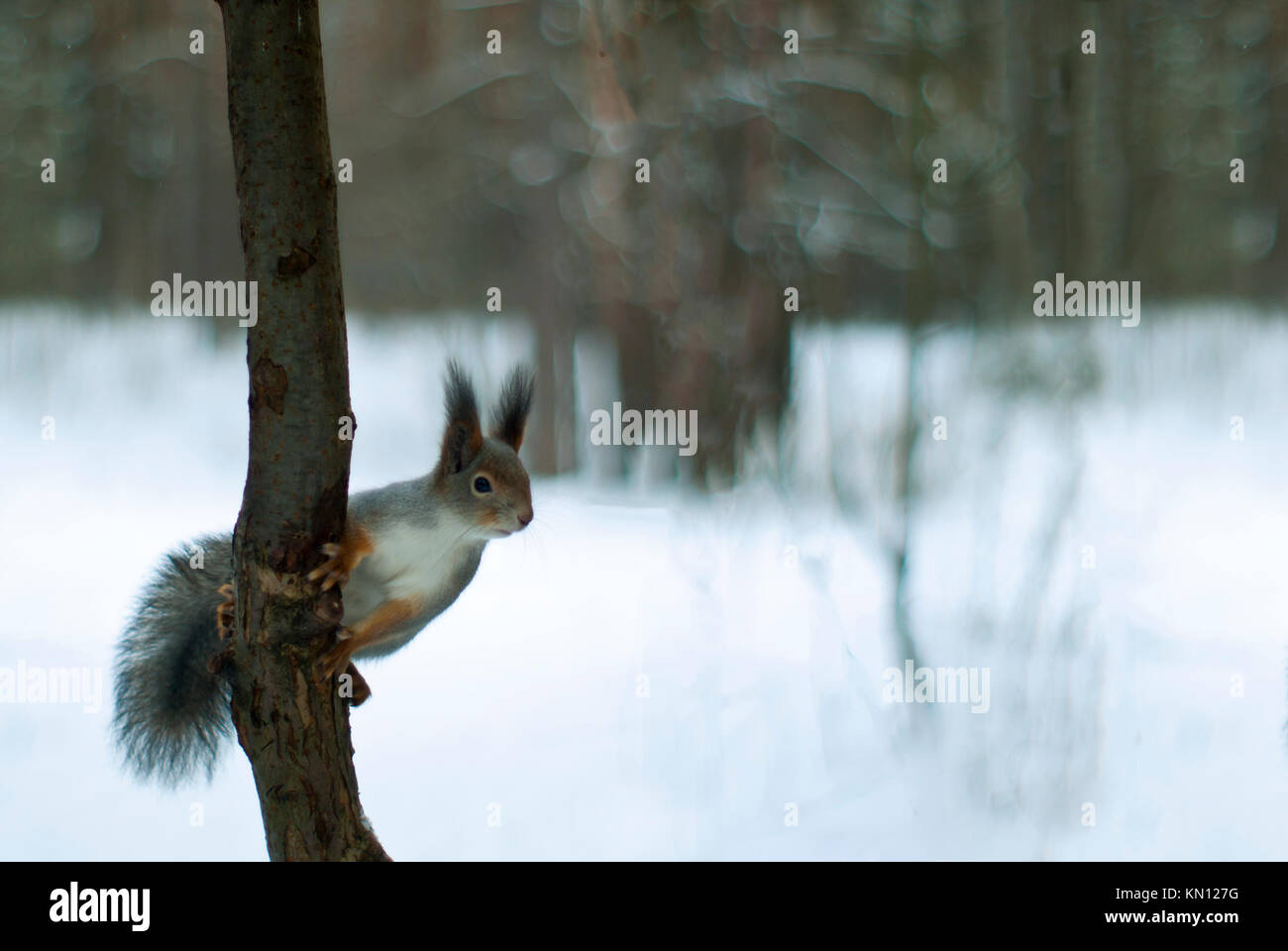 Eurasian red squirrel in grey winter coat with ear-tufts on a thin tree against the background of a snow-covered winter forest prepares to jump Stock Photo