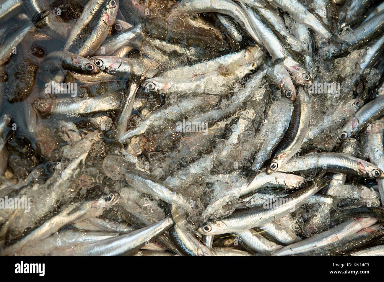 Fresh anchovies in market at Malaga, Spain The European anchovy