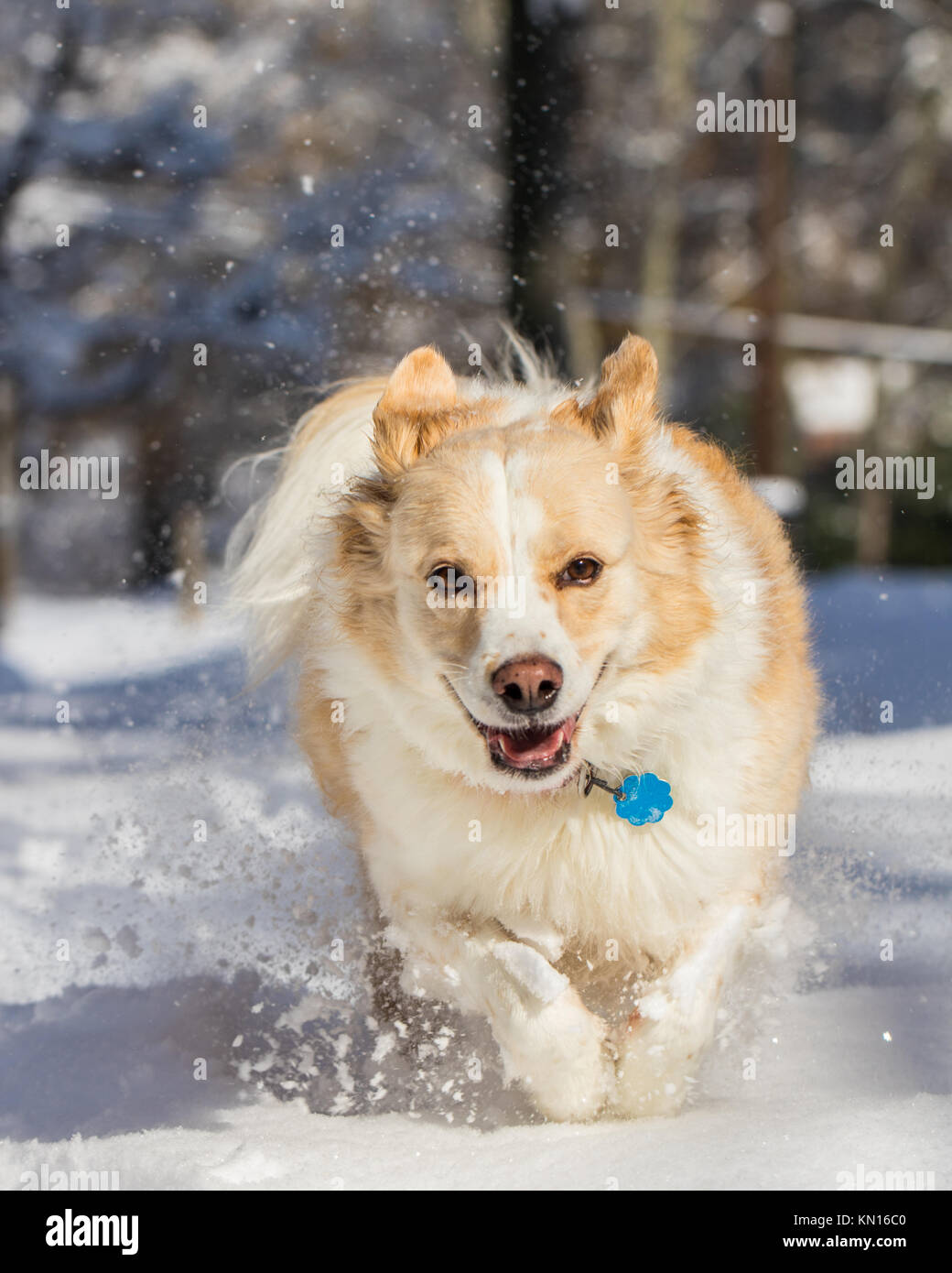 brittany border collie