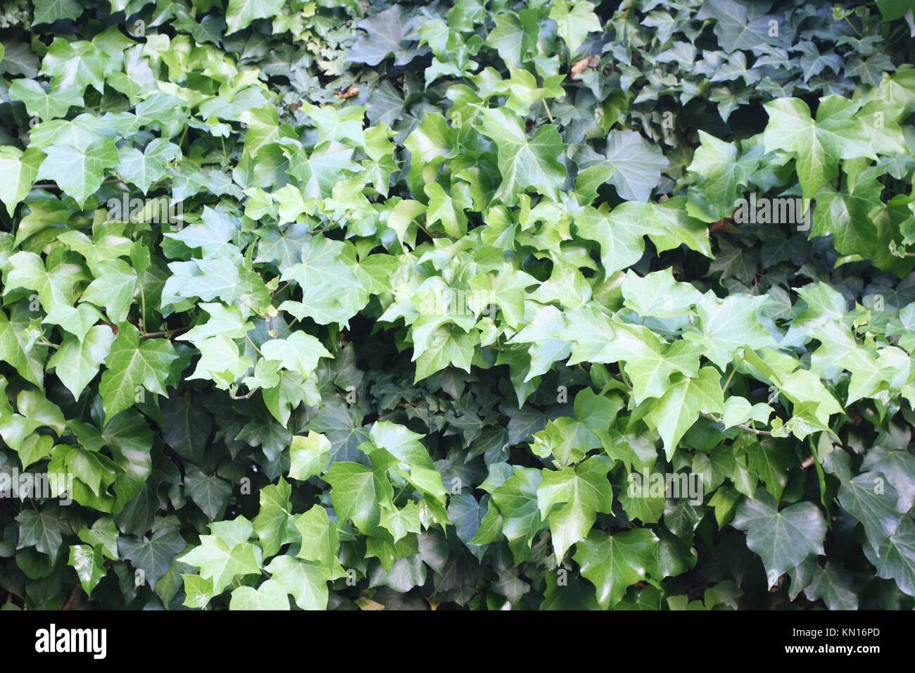 Close up of Climbing Ivy Background Stock Photo Alamy