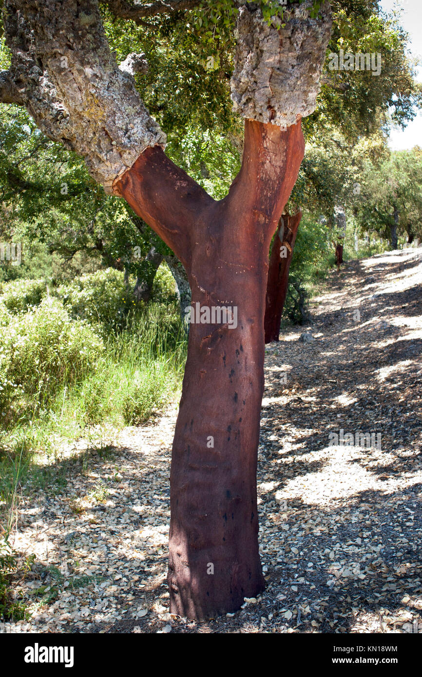 Cork trees Greece Stock Photo Alamy