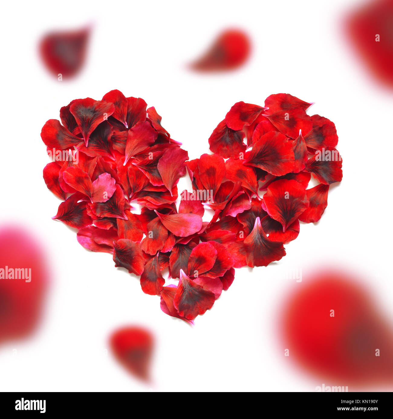 Heart made of rose petals. Red rose petals heart over white background