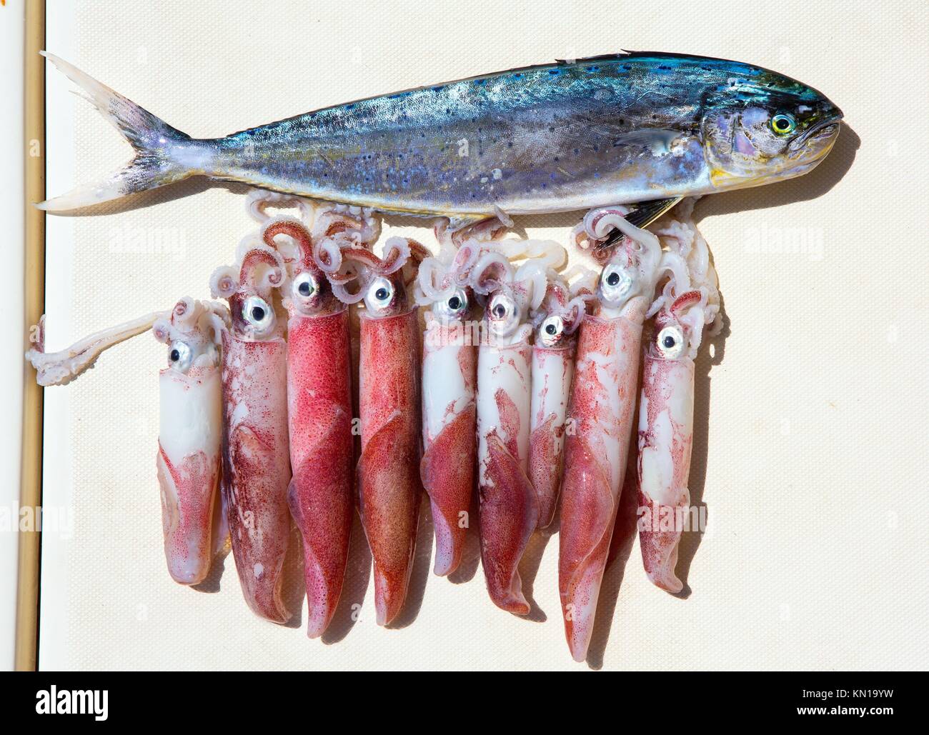 fresh squid loligo vulgaris after catch and dorado MahiMahi fish Stock