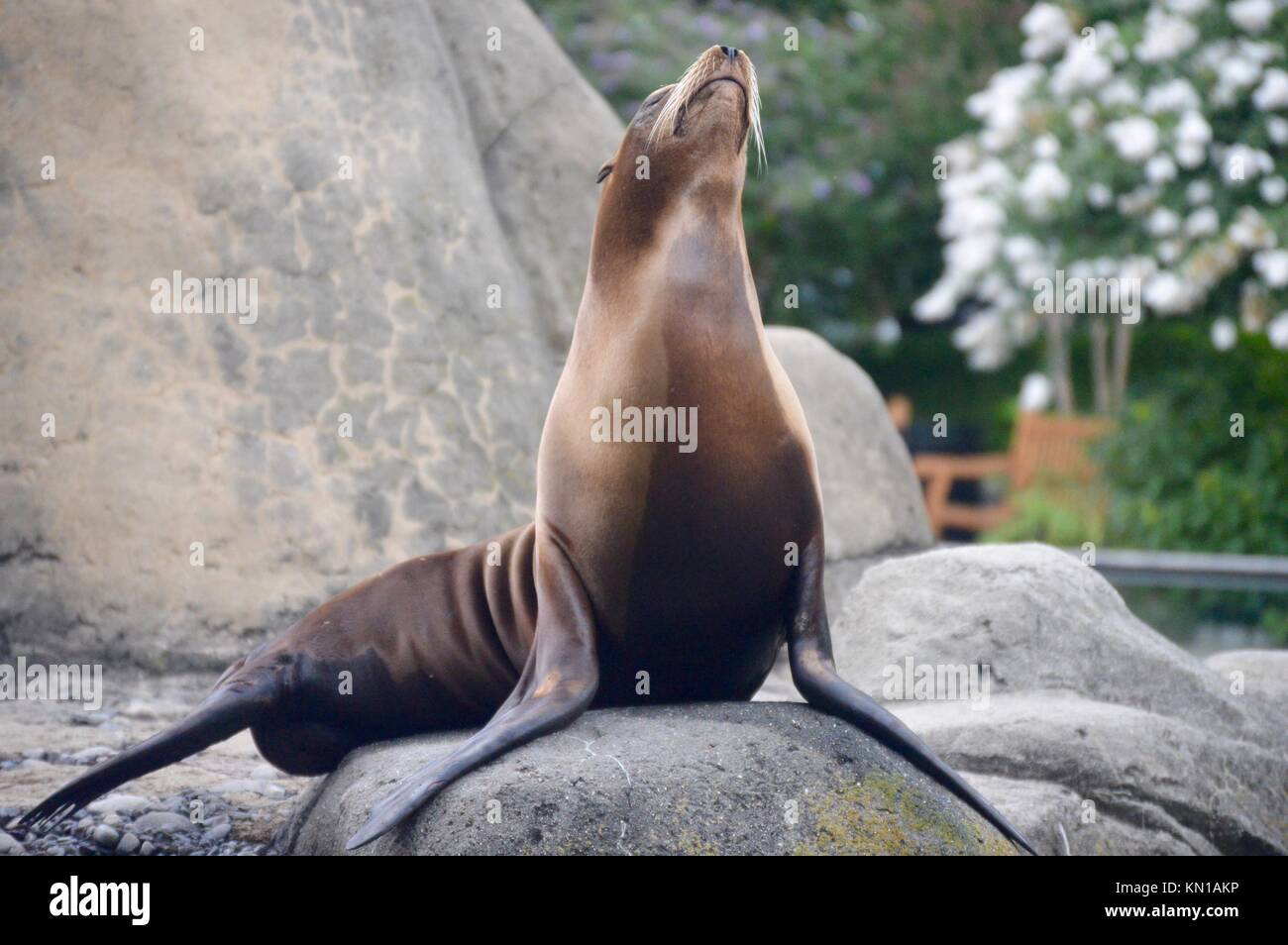 Smug looking Sea Lion Stock Photo