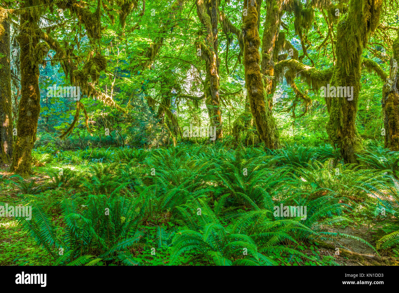 Ferns and moss hi-res stock photography and images - Alamy