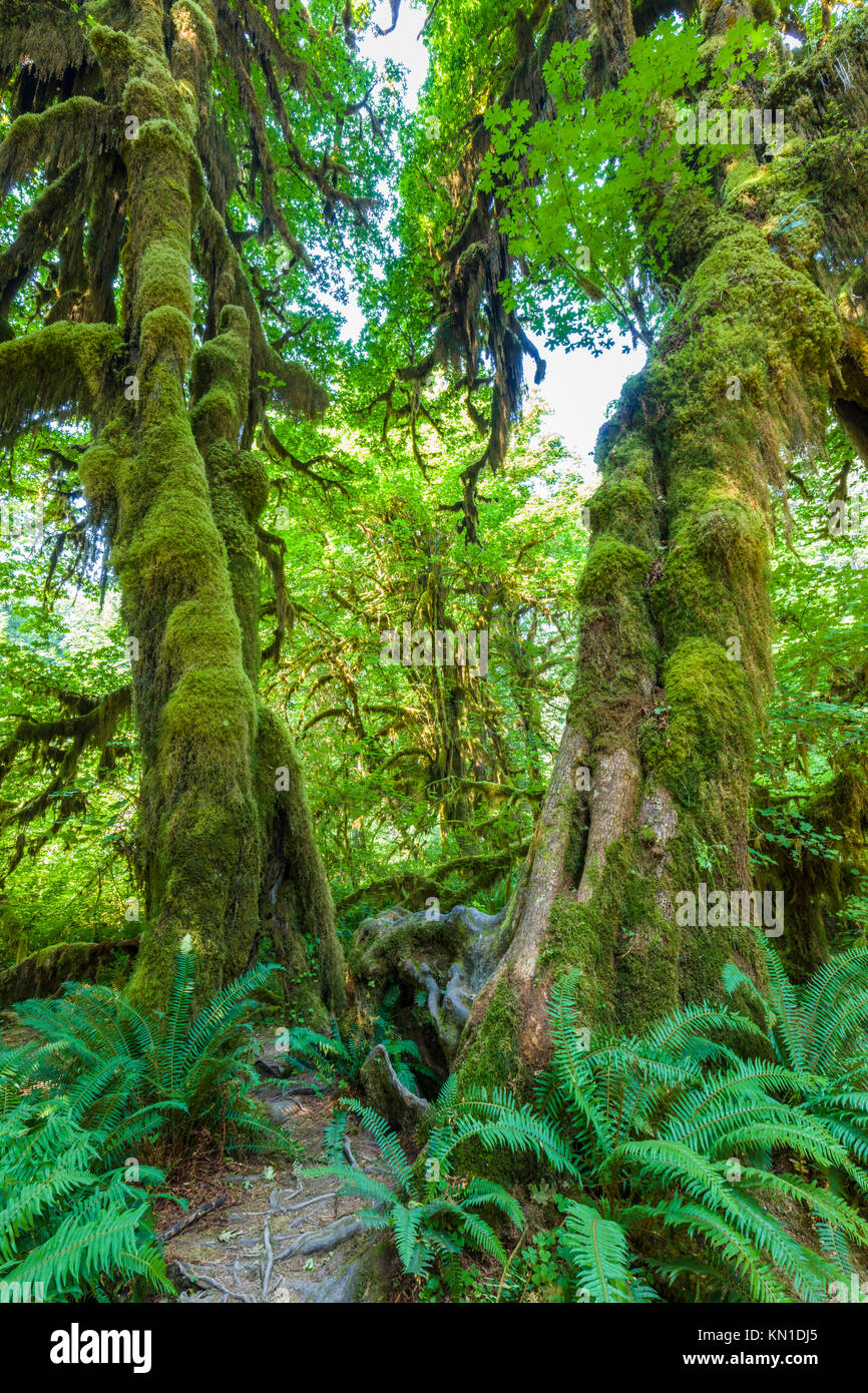 Trees with moss and ferns hi-res stock photography and images - Alamy