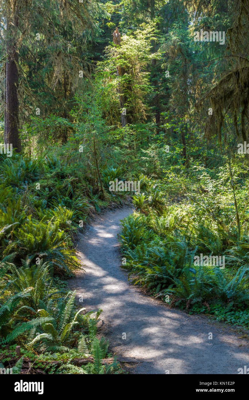 On the Spruce Nature Trail in the Hoh Rain Forest iin Olypmic National Park in Washington State in the United States Stock Photo