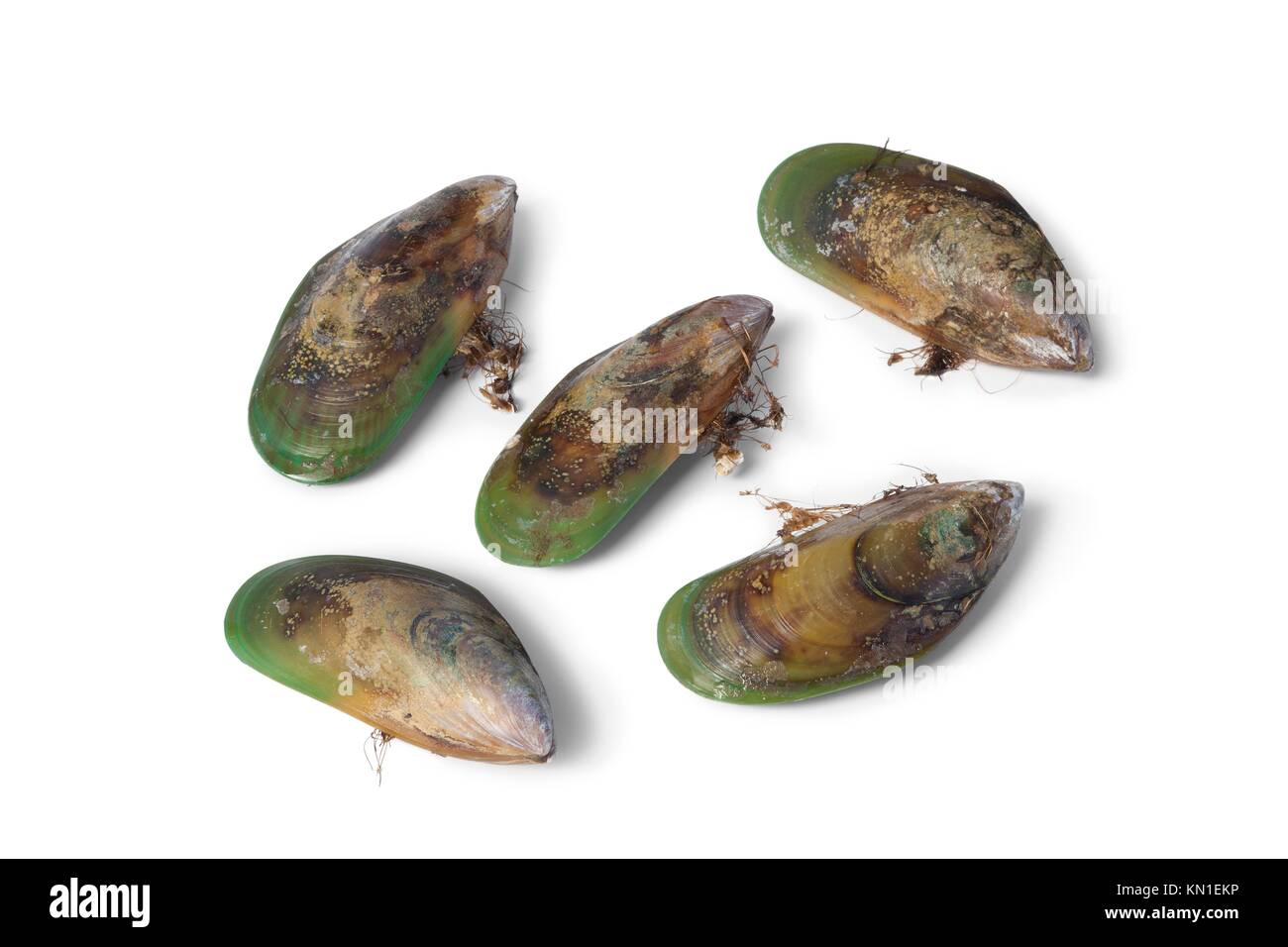 Fresh Green lipped mussels from New Zealand Stock Photo Alamy