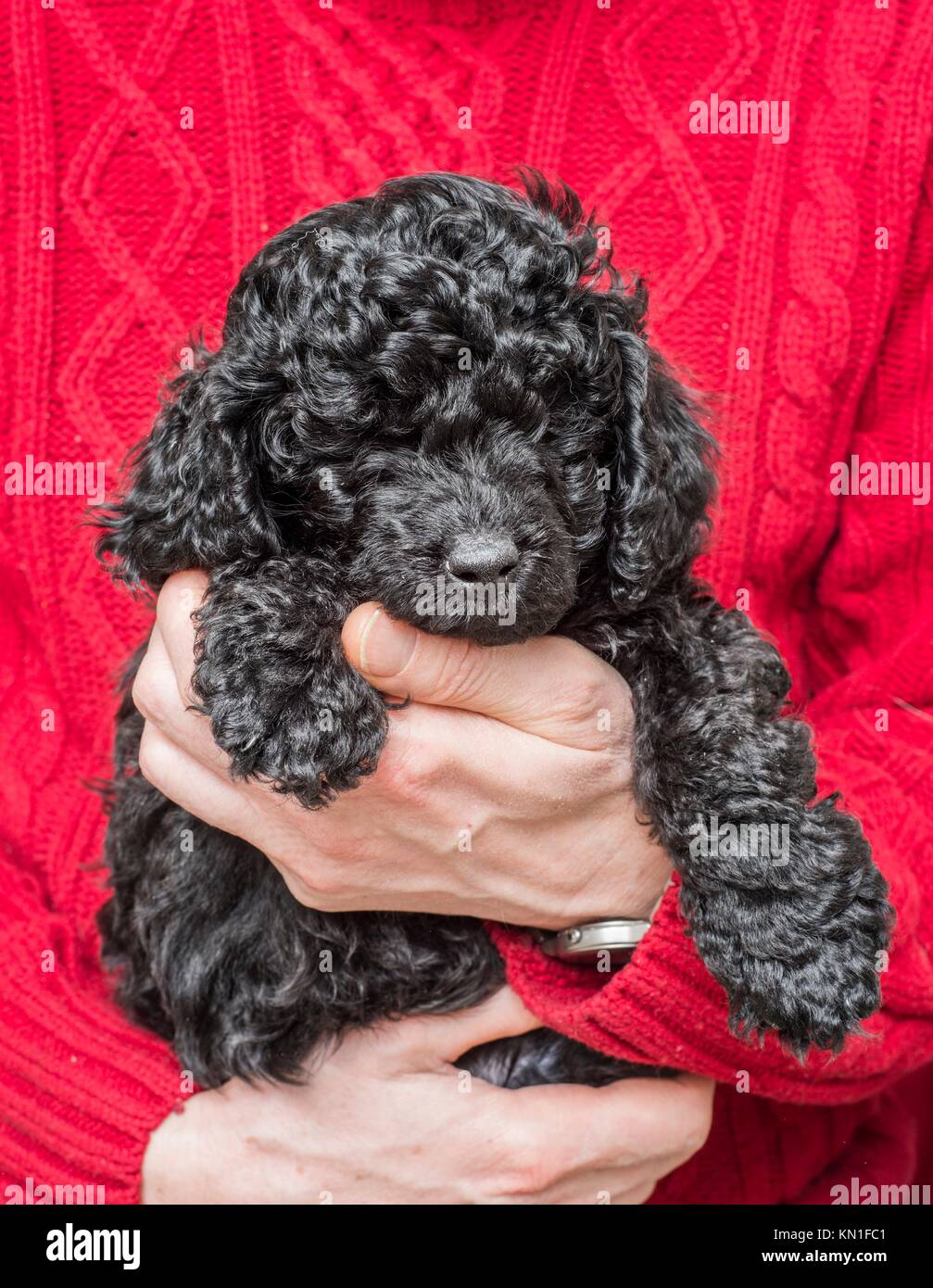 standard poodle sweaters