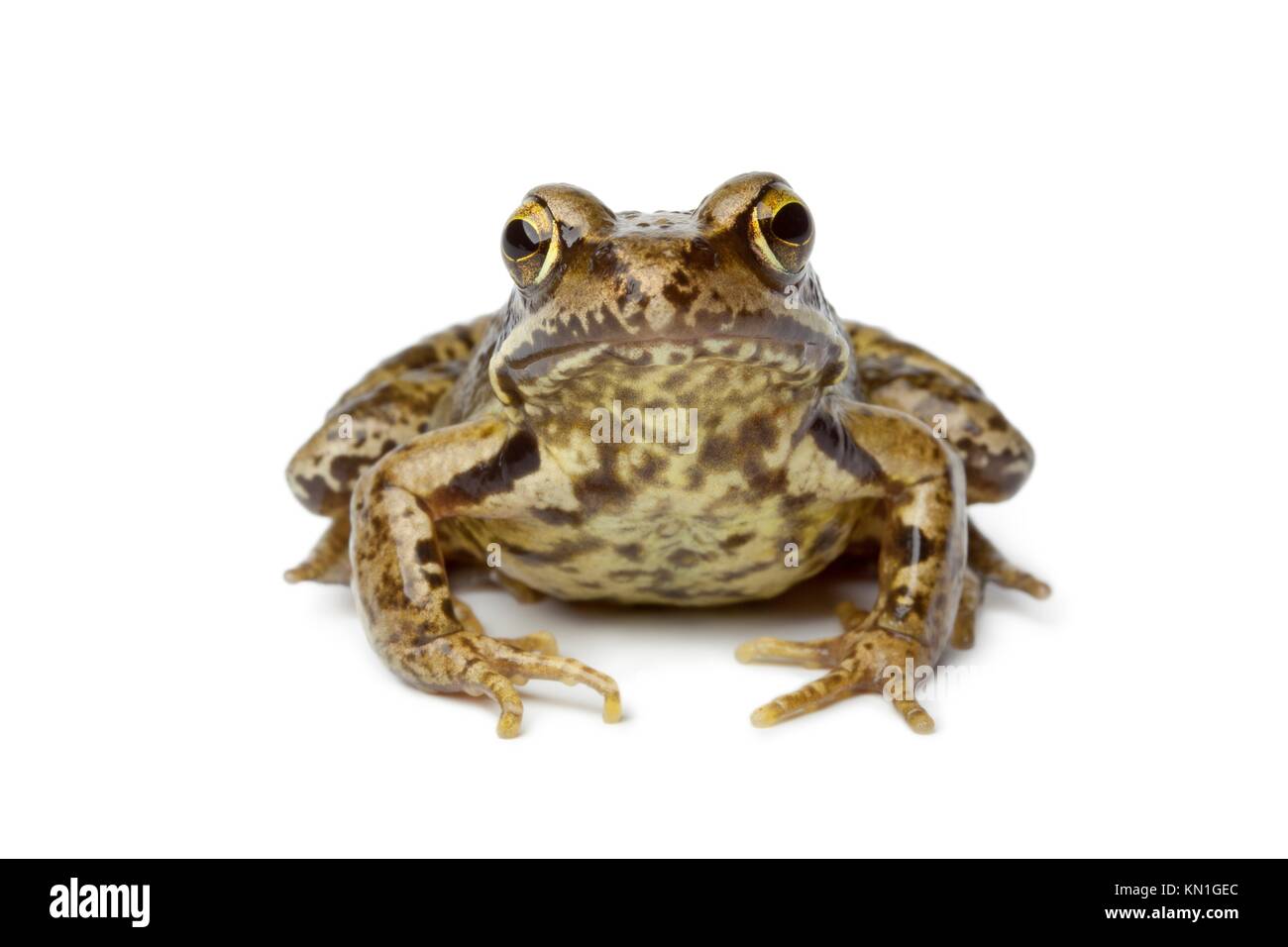 Common frog on white background Stock Photo - Alamy