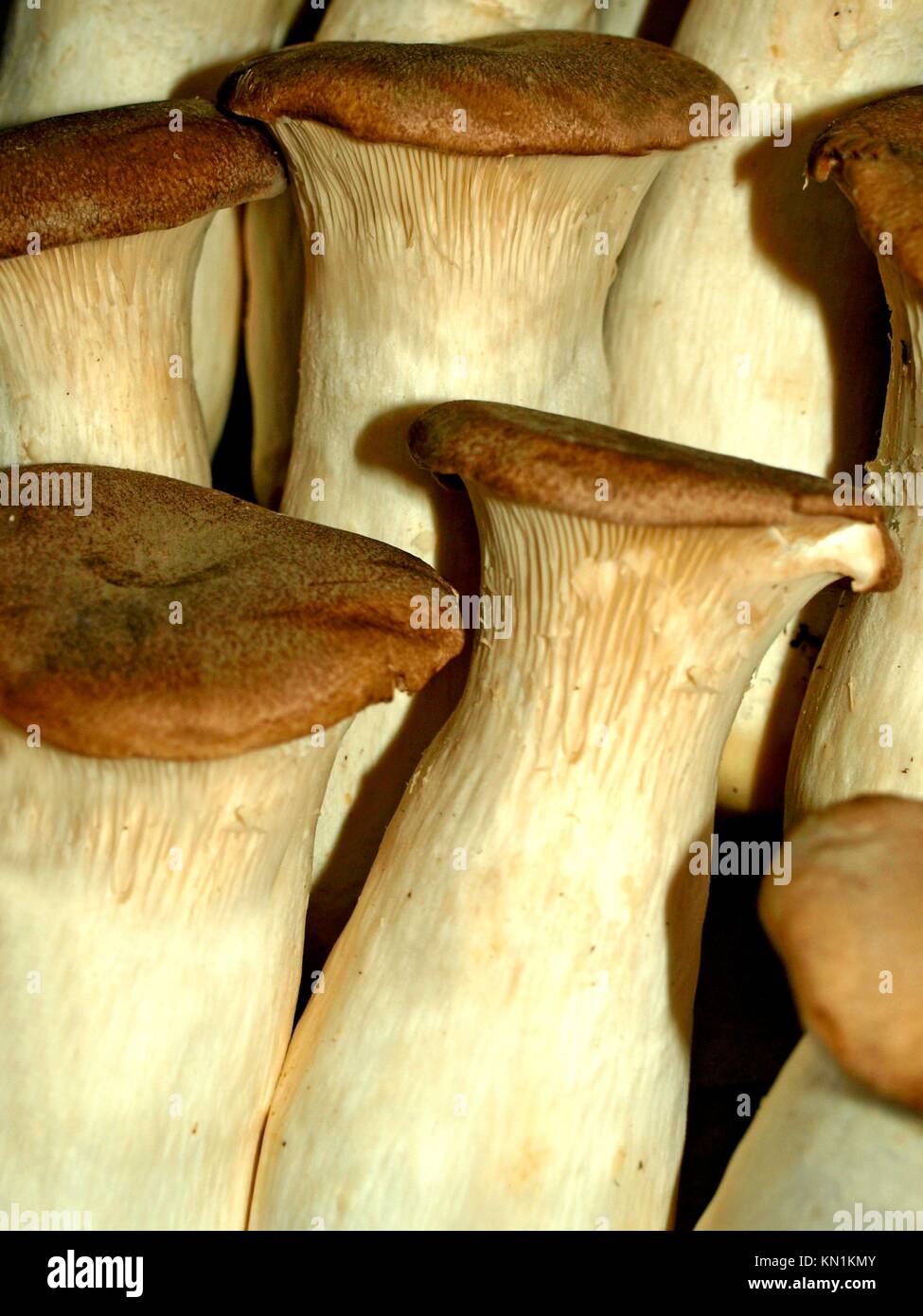 King oyster mushroom Stock Photo Alamy