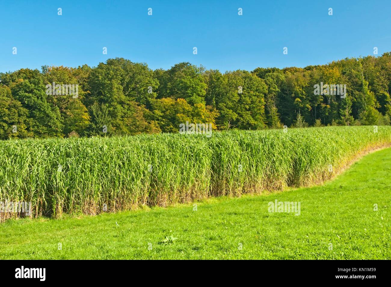 The renewable resource switchgrass in Germany Stock Photo