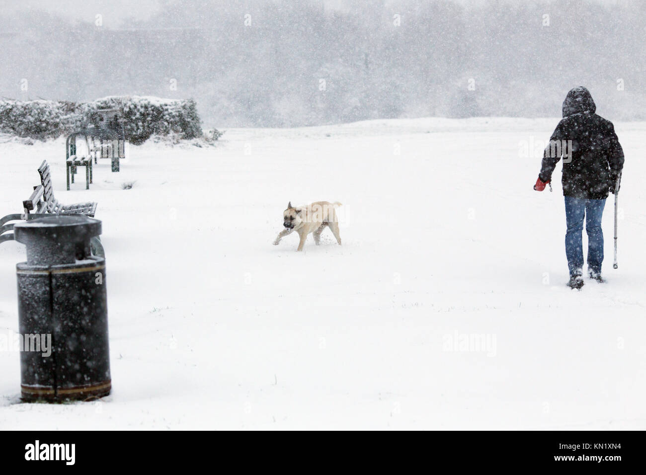 Birmingham, UK. 10th Dec, 2017. Snow, Birmingham, Sheldon Country Park - December 10th 2017.   Snow blowers on the runway at Birmingham Airport - closed due to bad weather - Husky Dog enjoying the snow.  Cycle in the snow.  Distance view of walker in the driving snow. Credit: FnubFnub/Alamy Live News Stock Photo