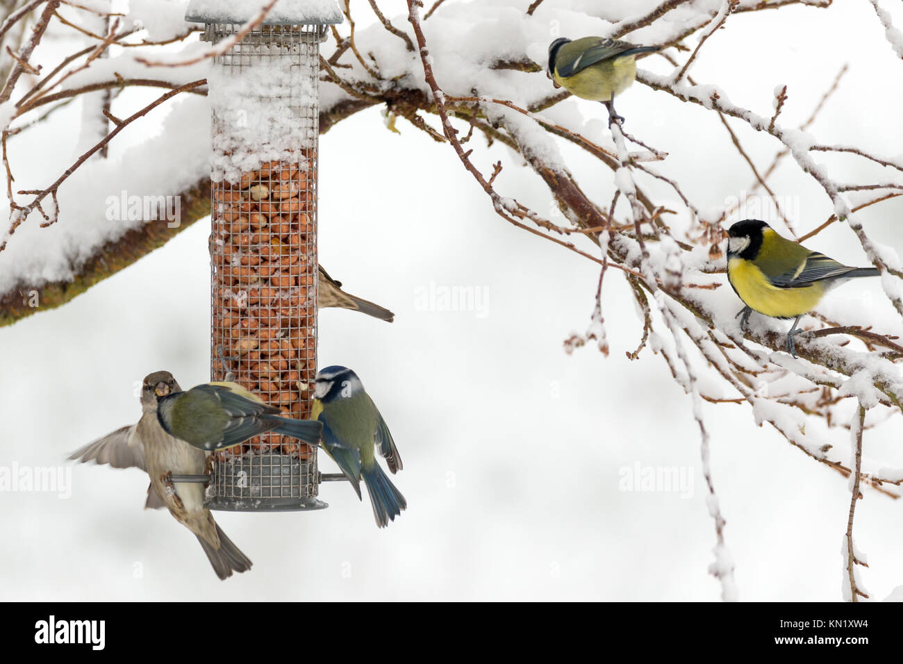 UK Weather: Garden birds feeding in the snow during winter Stock Photo ...