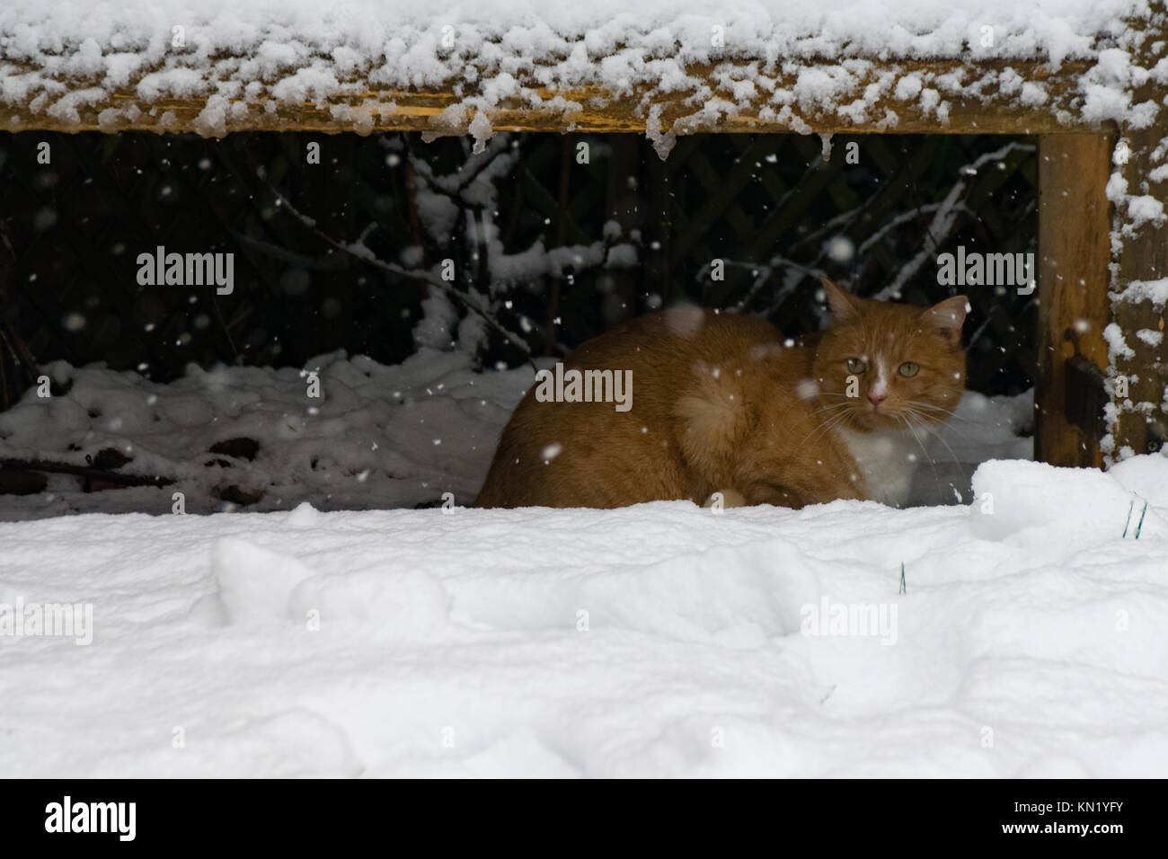 Hertfordshire, UK. 10th Dec, 2017. Hertfordshire UK. Ginger cat hiding