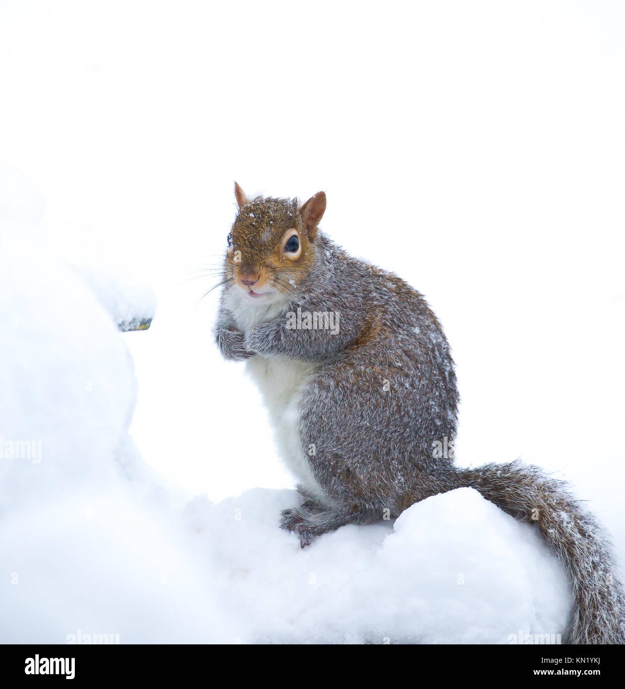 Real squirrel hires stock photography and images Alamy