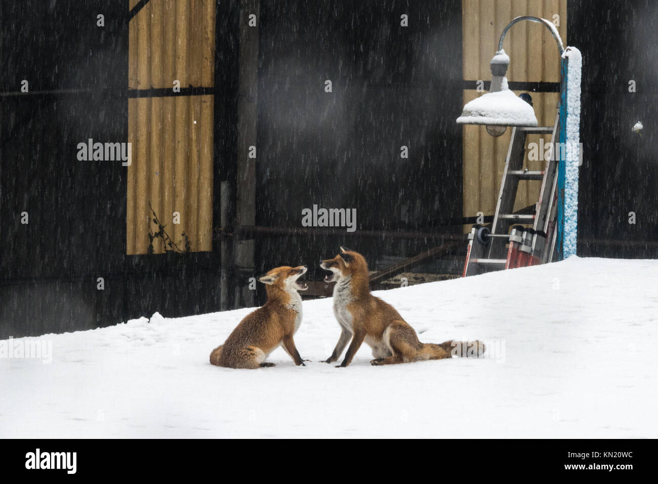 London, UK 10th December 2017. A pair of foxes play together on snowy rooftops in Tottenham, London, UK. Credit: Patricia Phillips/ Alamy Live news Stock Photo
