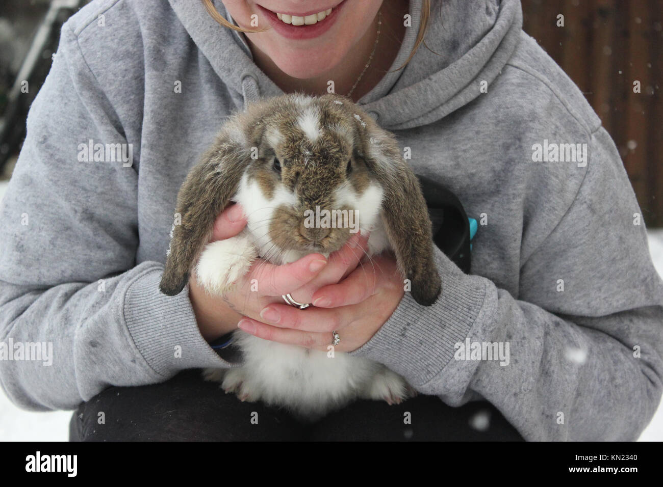 French lop rabbits hi-res stock photography and images - Alamy