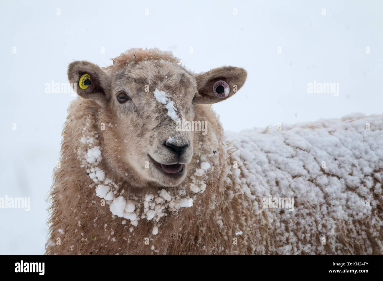 Sheep in the snow in the brecon beacons hi-res stock photography and ...