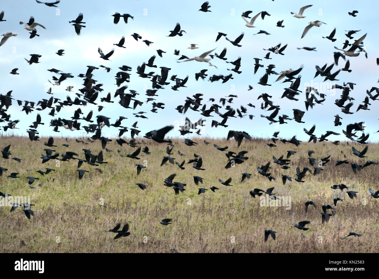 Flock of jackdaws and rooks Stock Photo