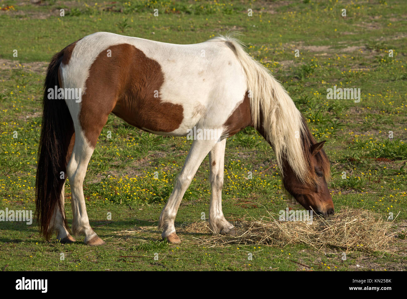 Ocracoke north carolina horse hires stock photography and images Alamy