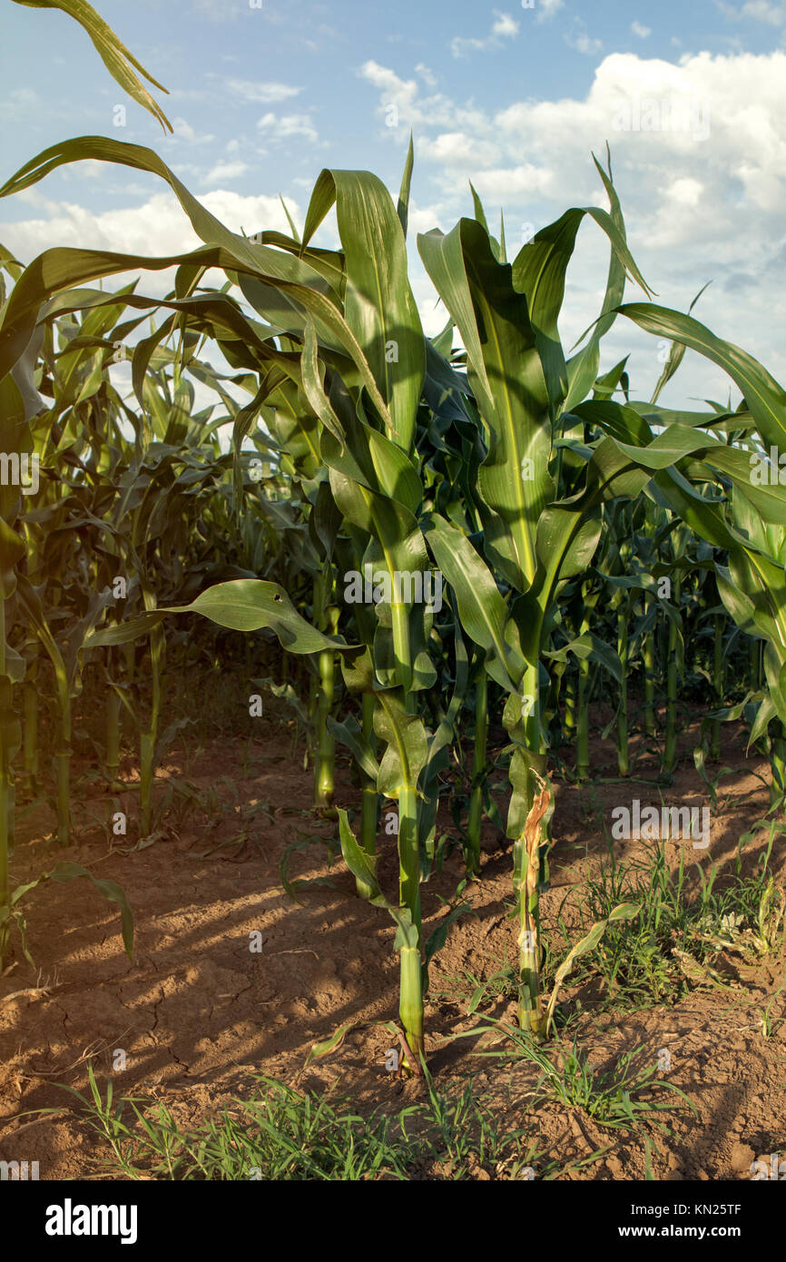 Green young corn field, background Stock Photo - Alamy