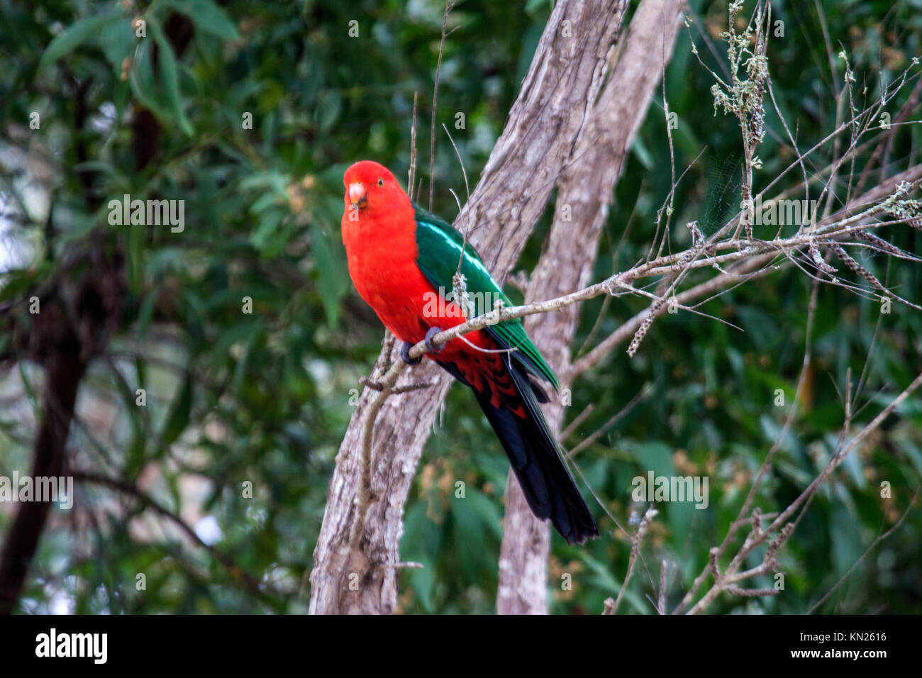 Australian King parrot male bird perched in tree in Victoria Australia Stock Photo
