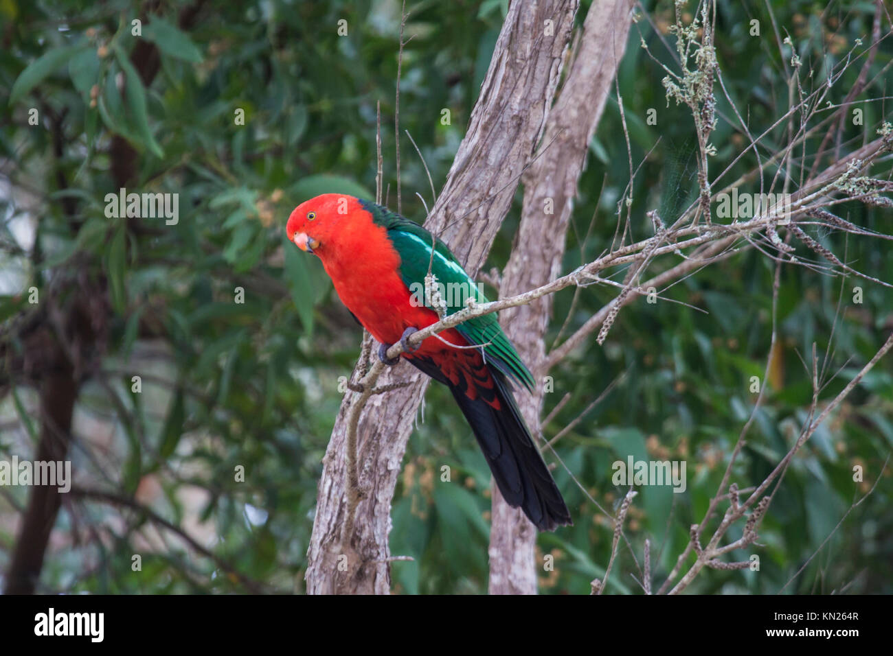 Australian King parrot male bird perched in tree in Victoria Australia Stock Photo