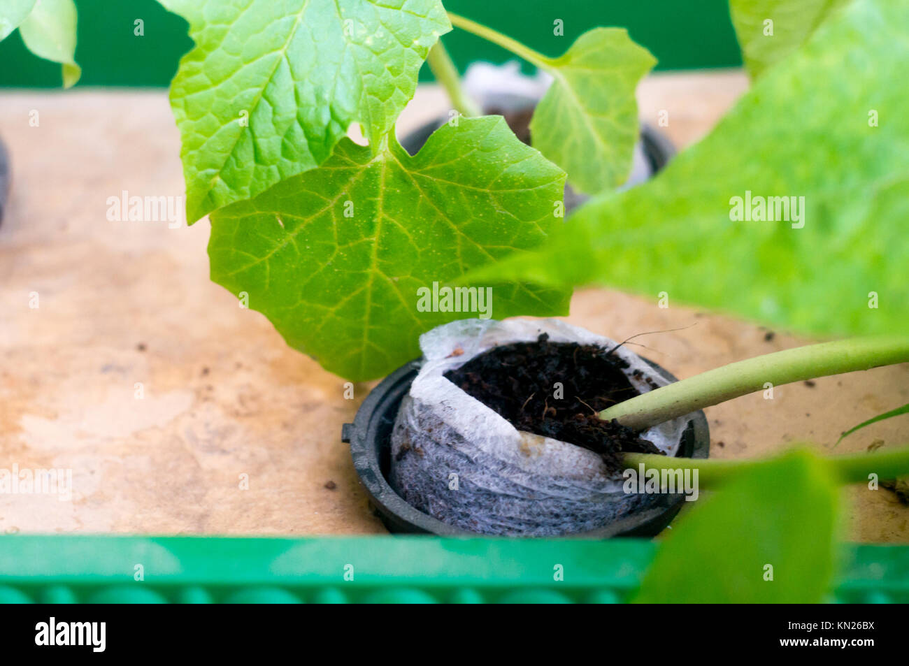 Hydroponic plant growing in coco coir net pot Stock Photo