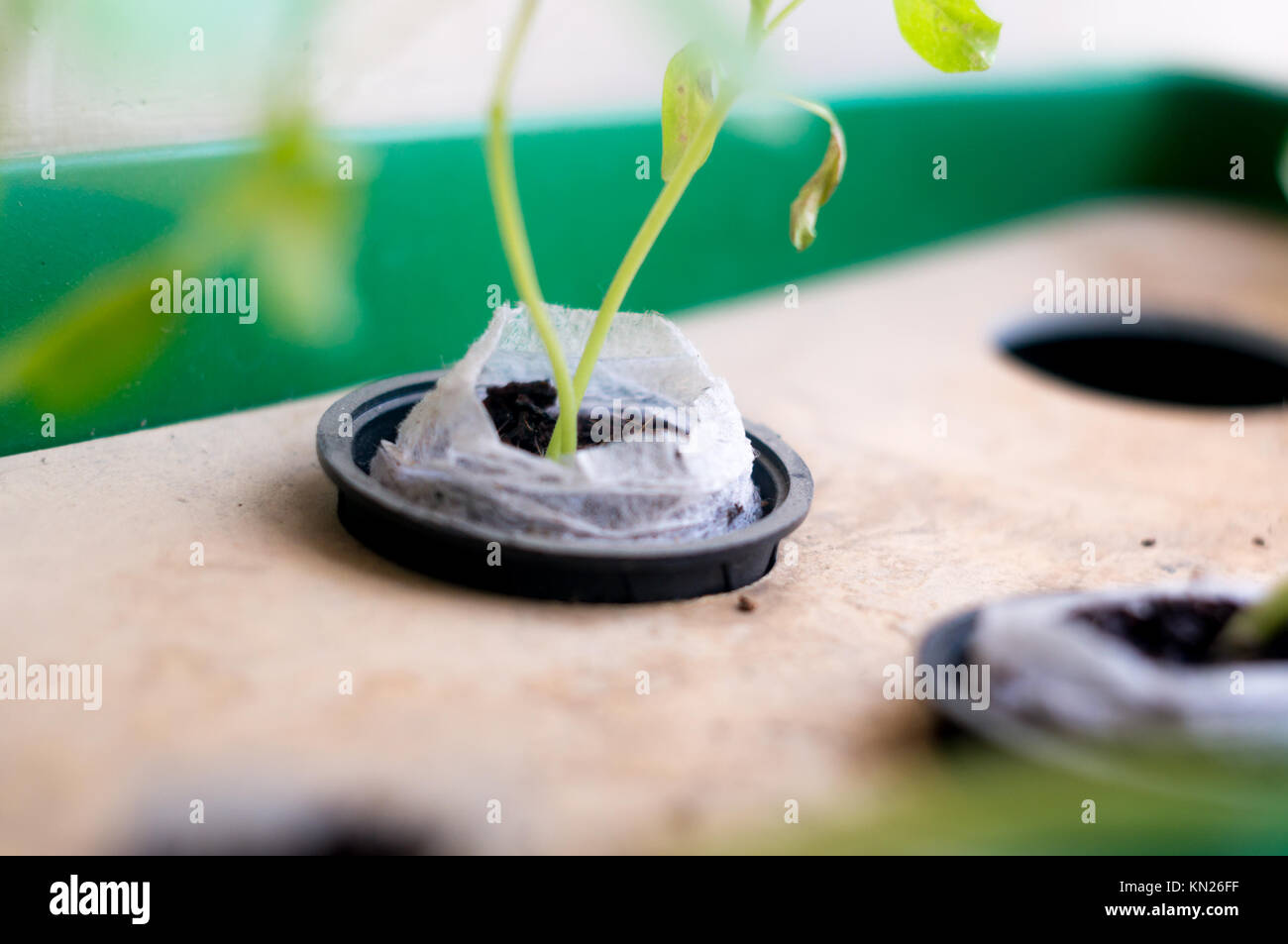 Hydroponically grown plants Stock Photo Alamy