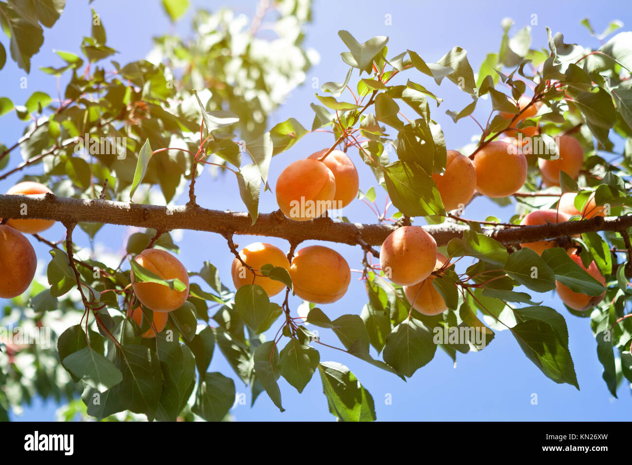 delicious apricot tree branch with growing apricots Stock Photo Alamy