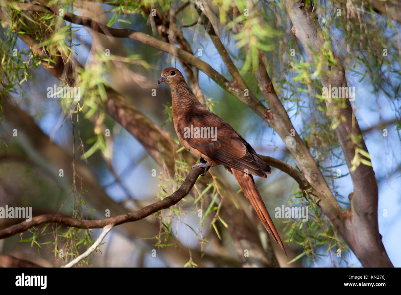 Brown cuckoo dove perched in tree in forest in Queensland Australia Stock Photo