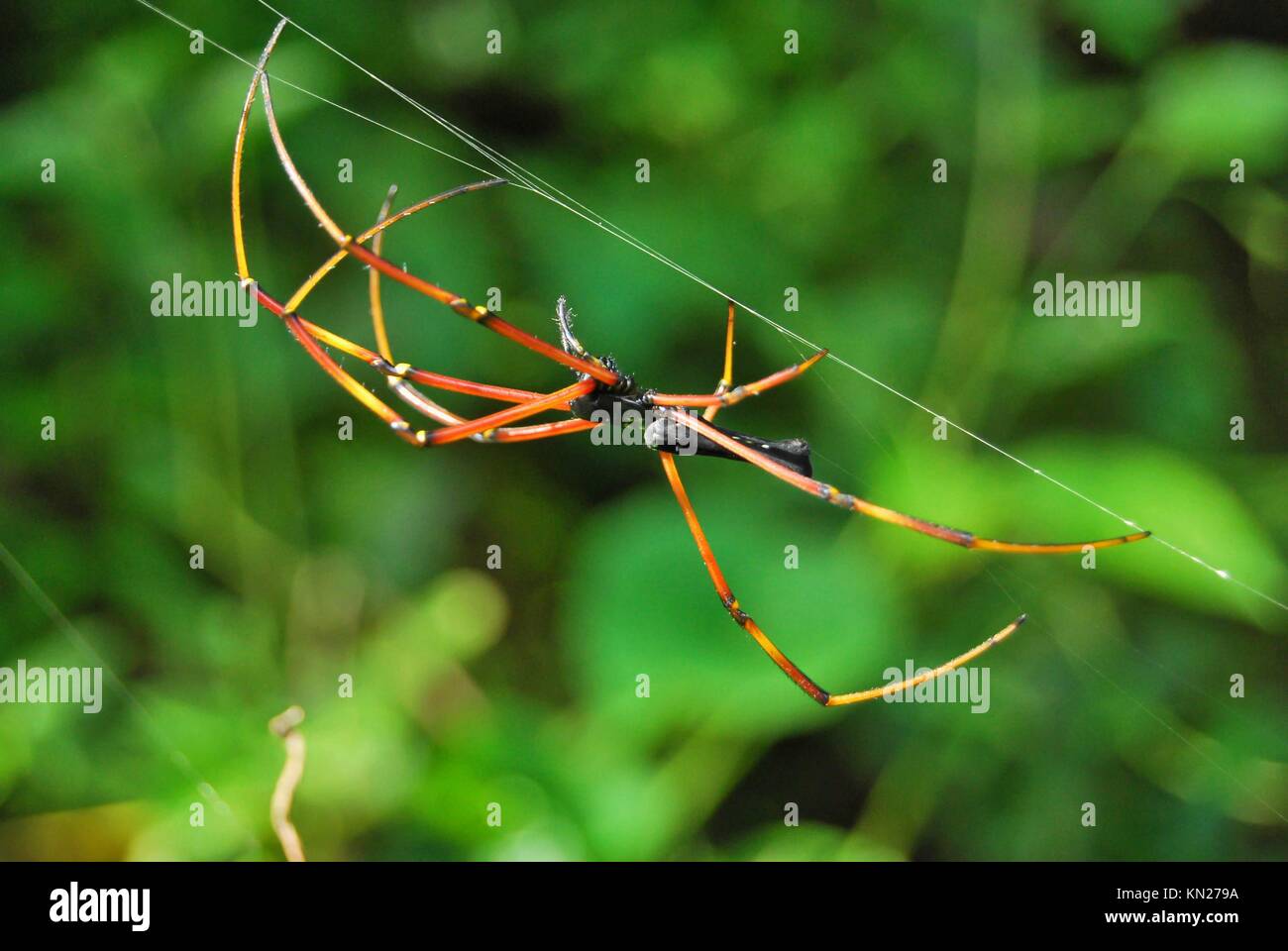 Giant Wood High Resolution Photography and Images - Alamy