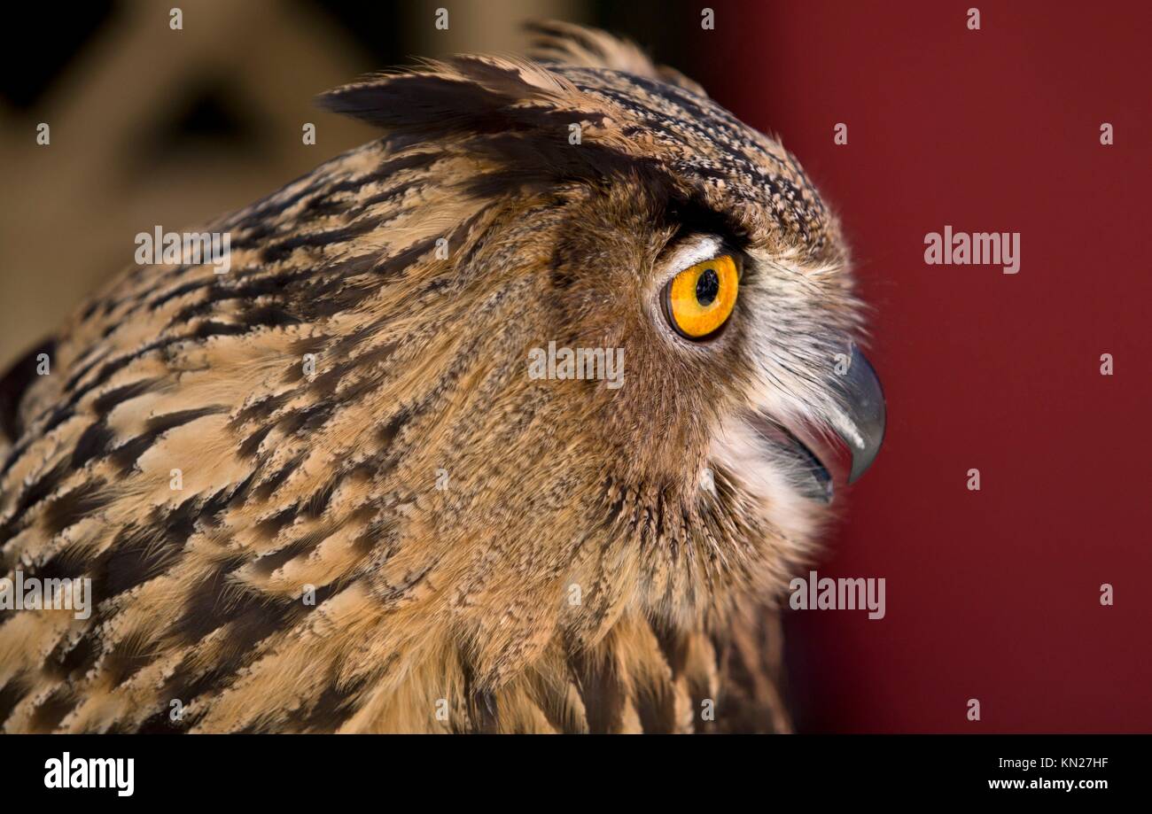 Largest owl species hi-res stock photography and images - Alamy