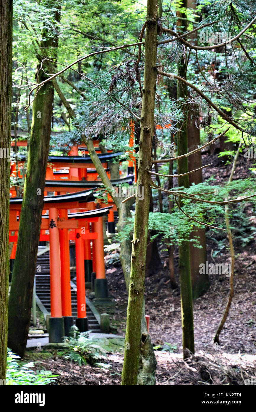 Forest Gates; Inari Fushimi Shrine Stock Photo